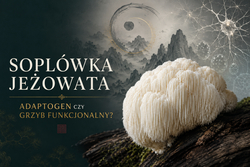 Czy soplówka jeżowata jest adaptogenem, czy raczej grzybem funkcjonalnym?